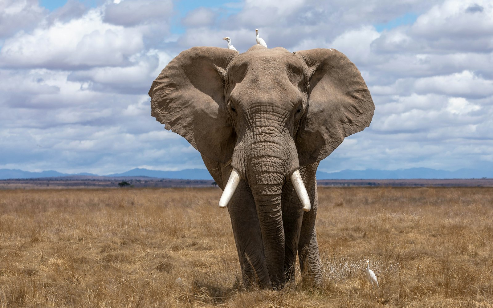 Wildlife