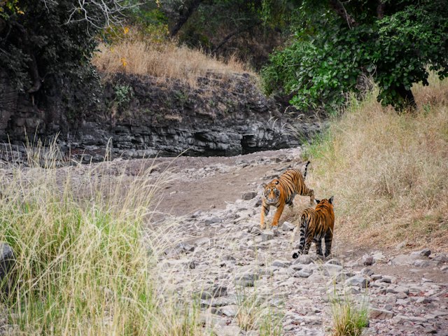 Ranthambore Tour